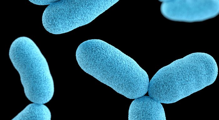 probiotique