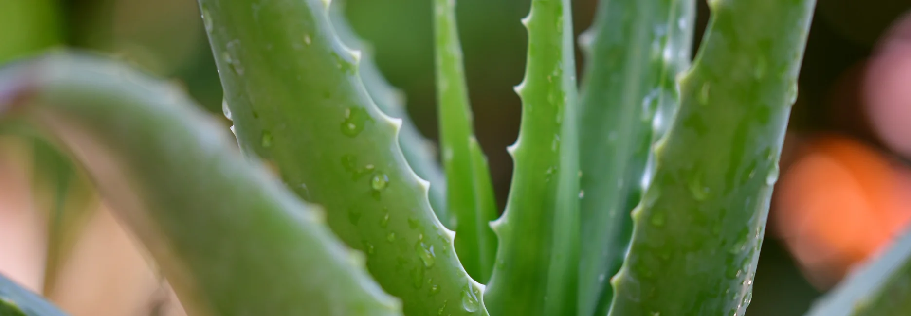 aloe vera