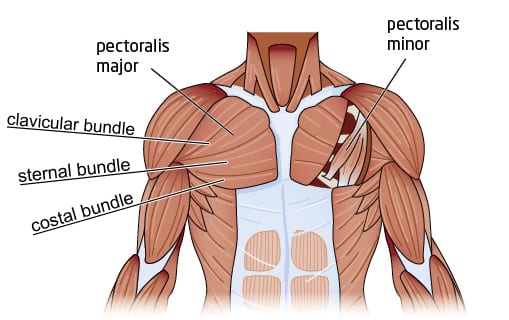 anatomie du torse