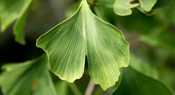 ginkgo-biloba-2