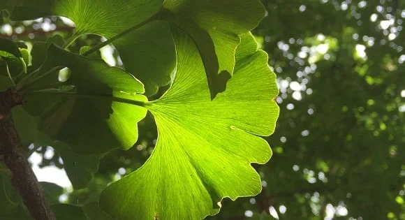 le gingko biloba est utile pour stimuler la circulation sanguine