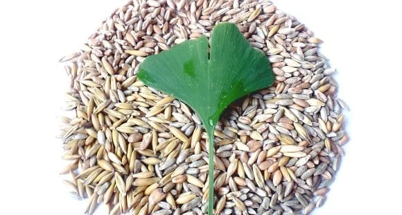 ginkgo-biloba