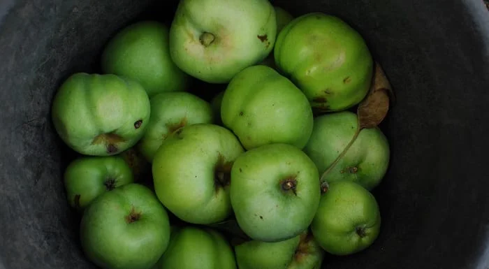 pomme verte